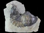 Trimerus Trilobite - Rochester Shale, New York #68337-3